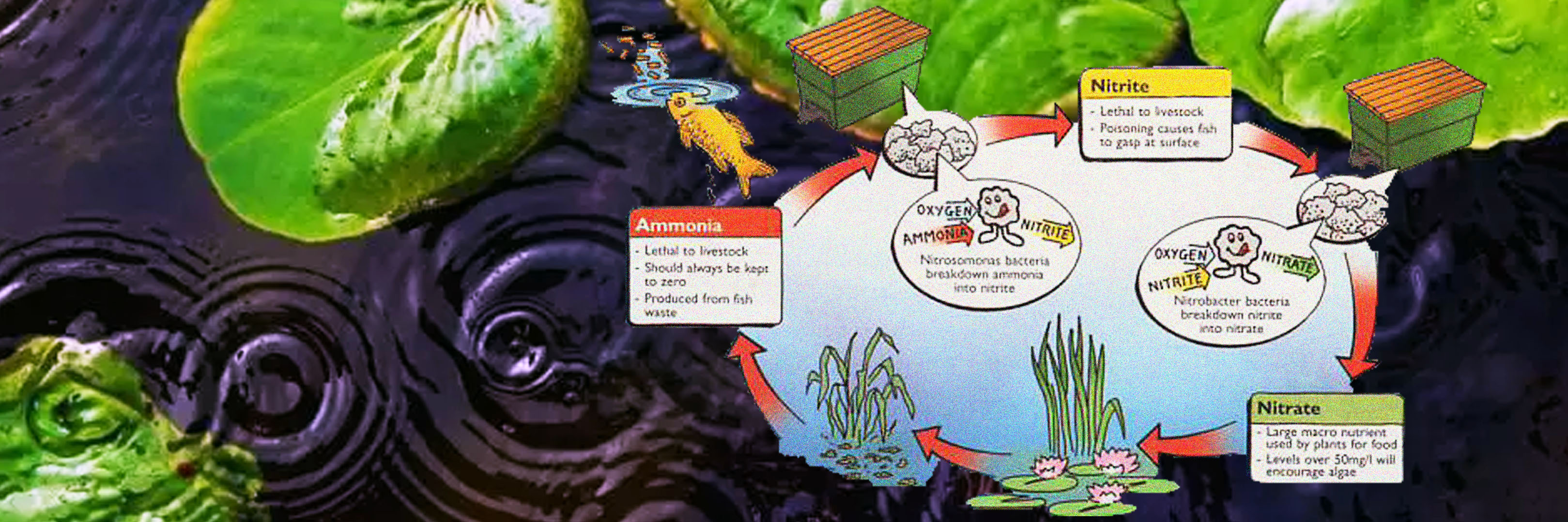 Maintain Clear Pond Water with Ecosystem Balance Maintain Clear Pond Water with Ecosystem Balance