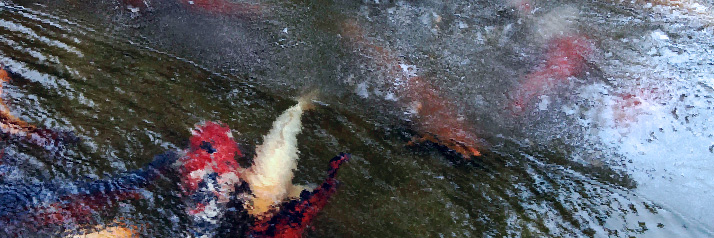 Oh No, My Pond Fish Did Not make It Through the Winter!