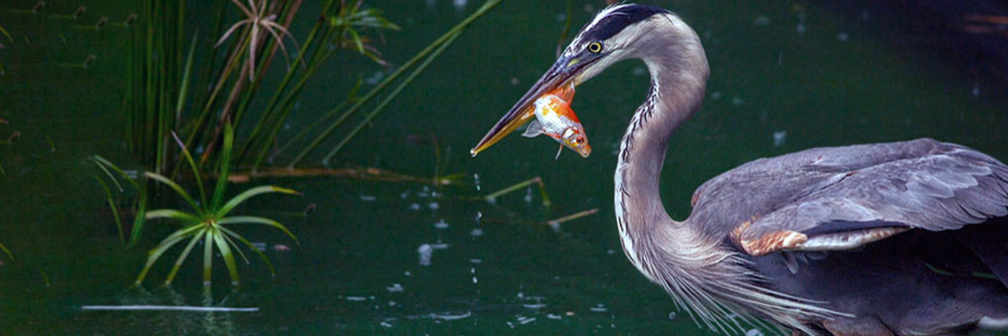 How do I Protect my Koi & Pond Fish When There is no Plant Coverage?