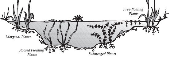Planting Zones for your Pond Plants Planting Zones for your Pond Plants