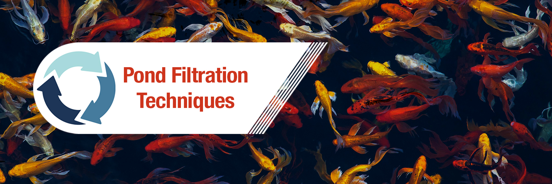 Pond Filtration Techniques For Koi And Goldfish Ponds