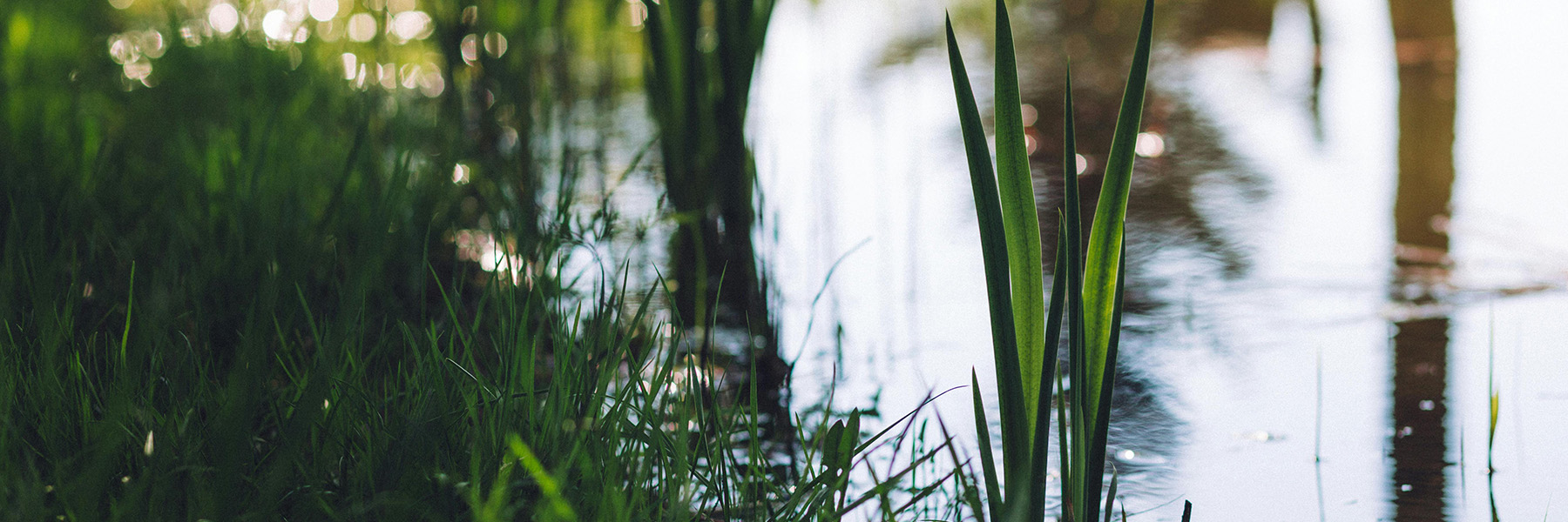 Spring Pond Care: 10 Tips for a Healthy Start