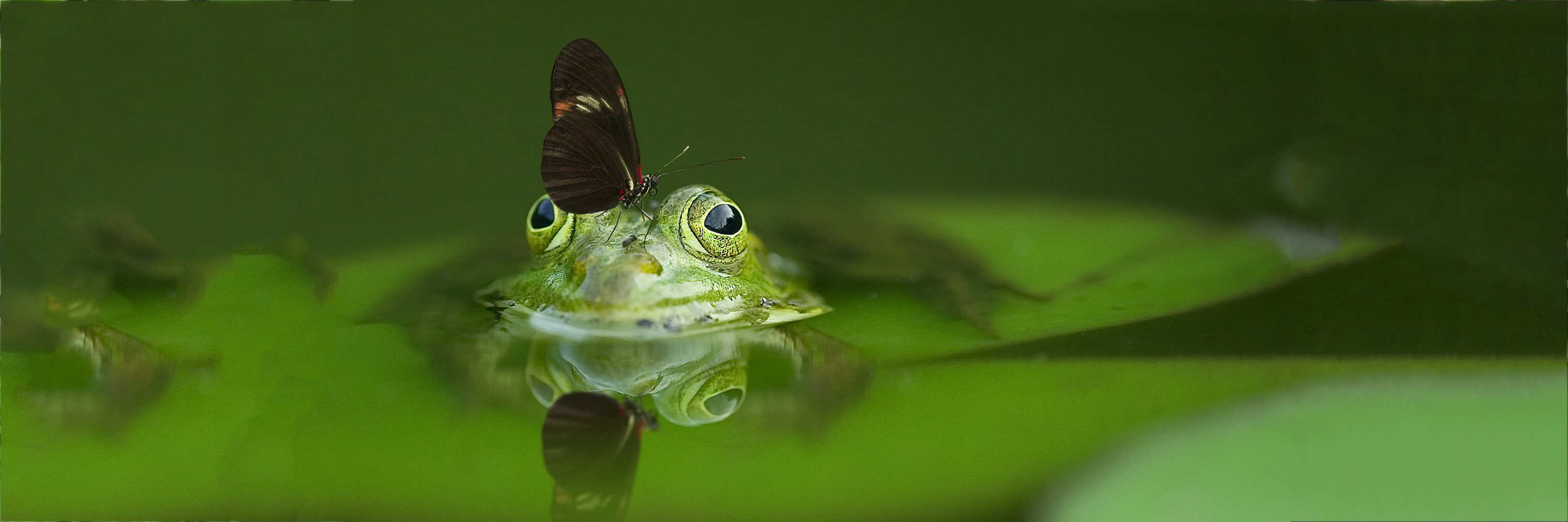 A Pond Habitat: Frogs, Snails, and Birds