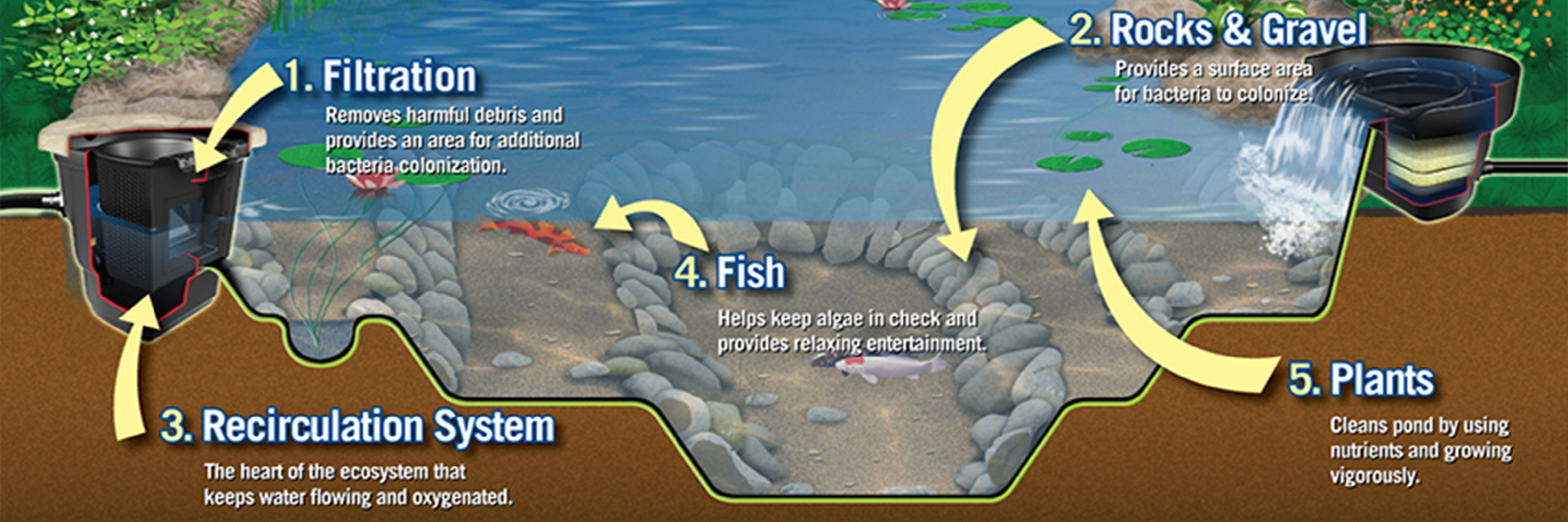 Quick Guide to Understanding Your Pond's Ecosystem Quick Guide to Understanding Your Pond's Ecosystem