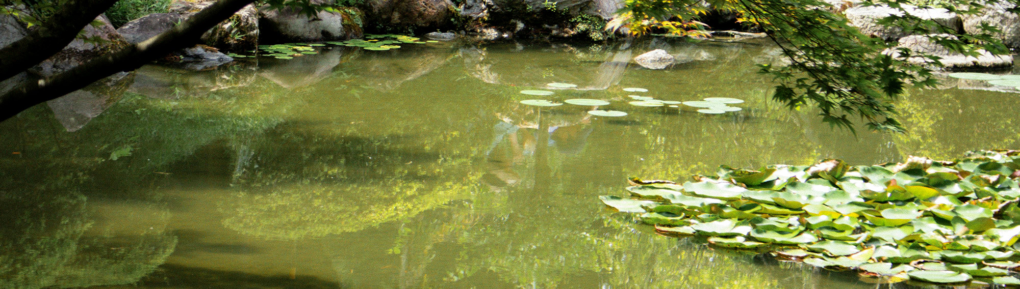 Why Not Kill Early Spring Algae? Why Not Kill Early Spring Algae?