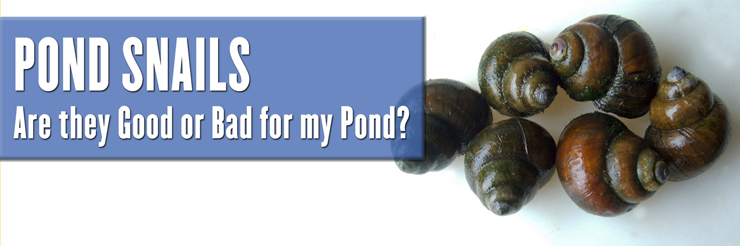 Identifying Good and Bad Pond Snails Identifying Good and Bad Pond Snails