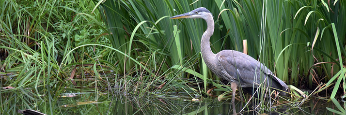Fun Facts About The Great Blue Heron