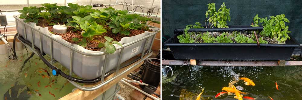 The Sustainability of Pond Keeping The Sustainability of Pond Keeping