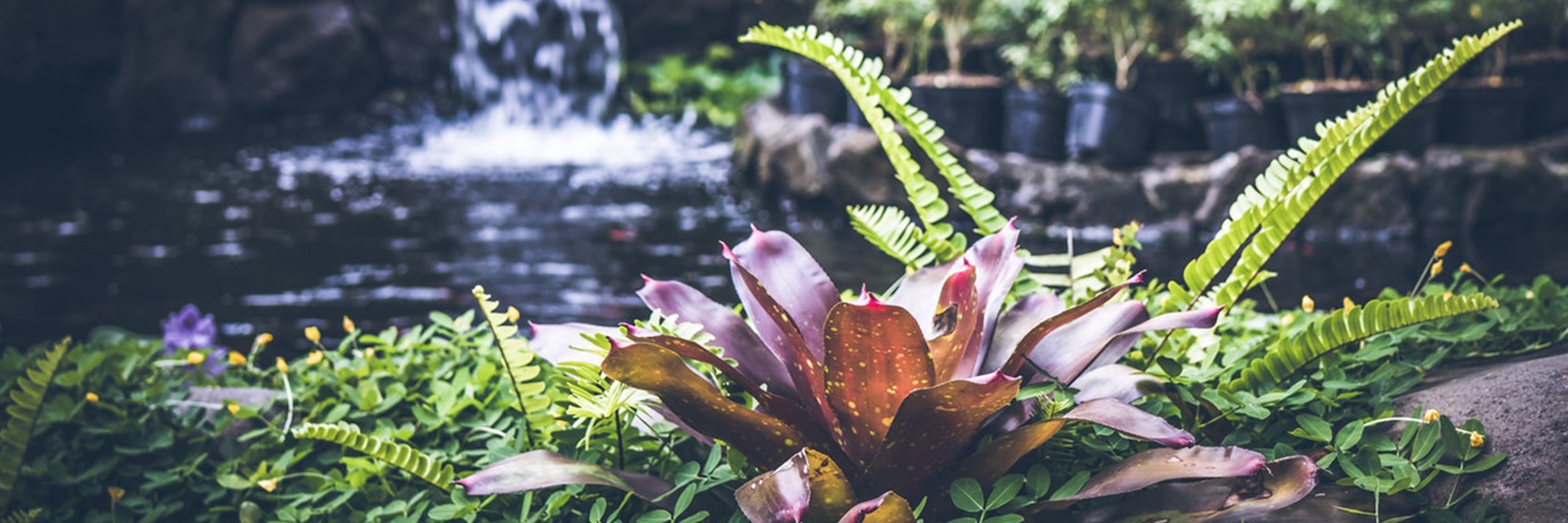 Four Primary Pond Plants: Essential Choices Four Primary Pond Plants: Essential Choices