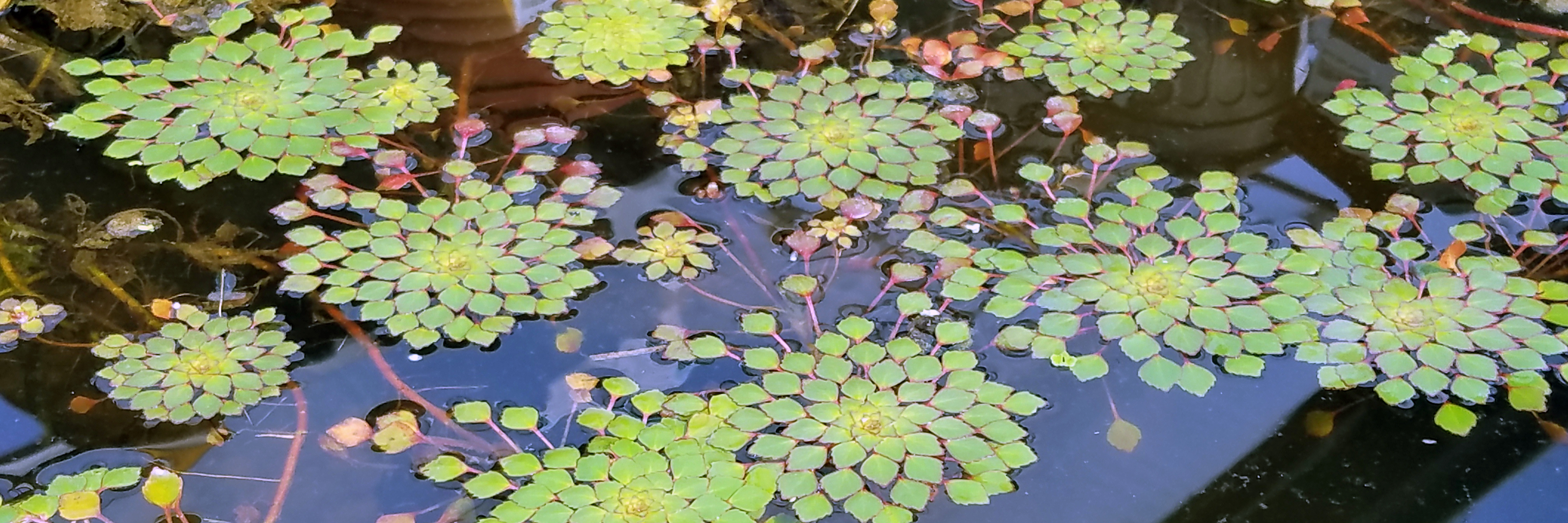 Eye Catching and Unique Plants for your Pond Eye Catching and Unique Plants for your Pond