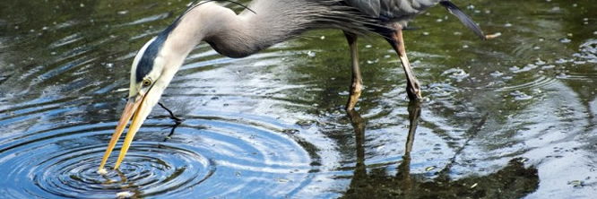 Keeping Unwanted Critters out of your Pond