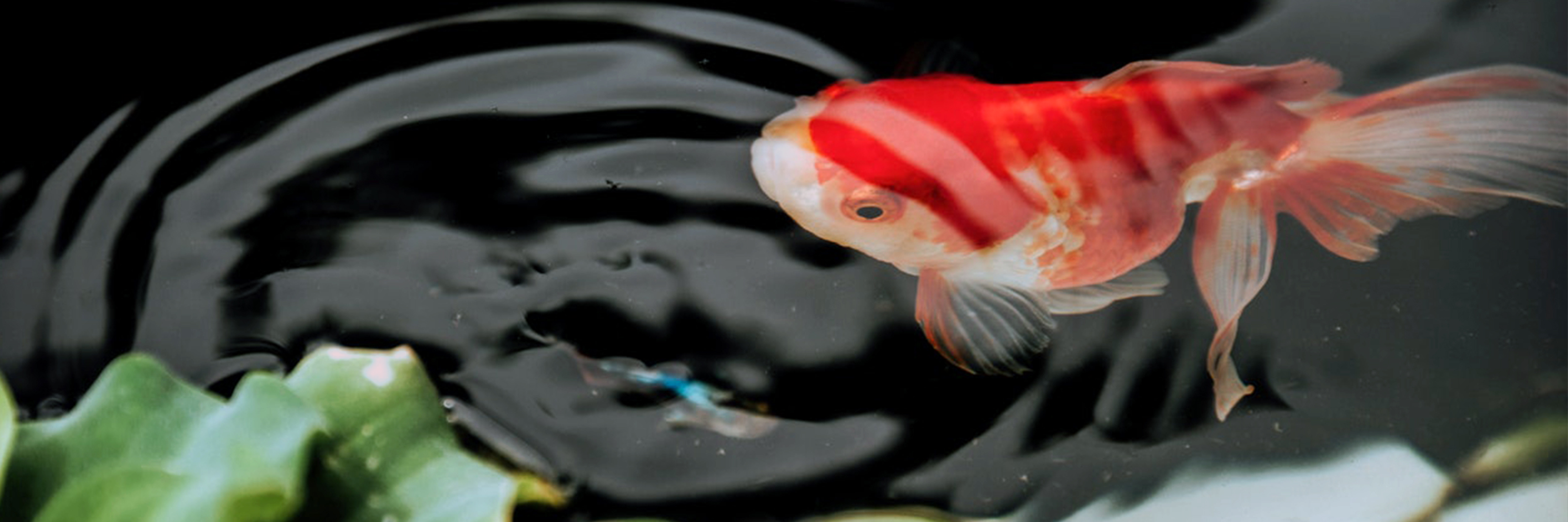 What Fish Can Live In A Garden Pond? What Fish Can Live In A Garden Pond?