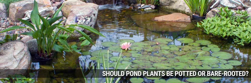 Potted Vs Bare-Root Pond Plants Potted Vs Bare-Root Pond Plants