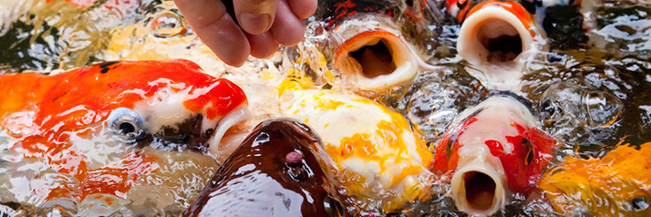 When to Stop Feeding your Fish for Winter When to Stop Feeding your Fish for Winter