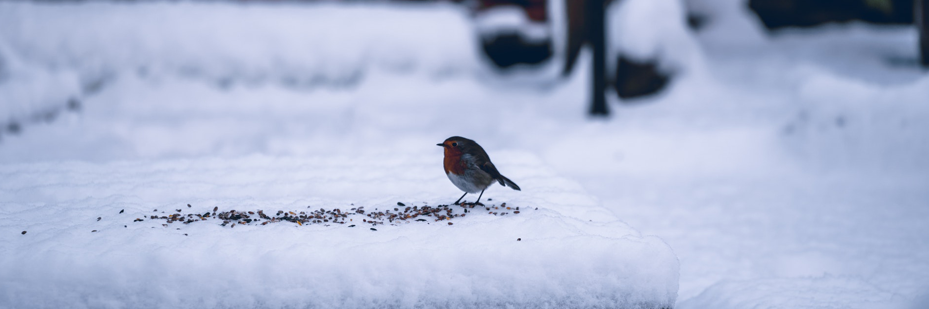 Winter is for the Birds