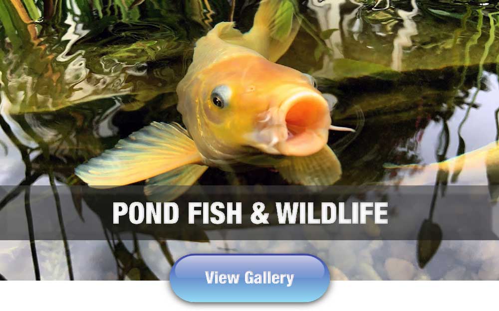 Hoffman's Water X Scapes Pond Fish, Koi and Pond Wildlife Photo Gallery