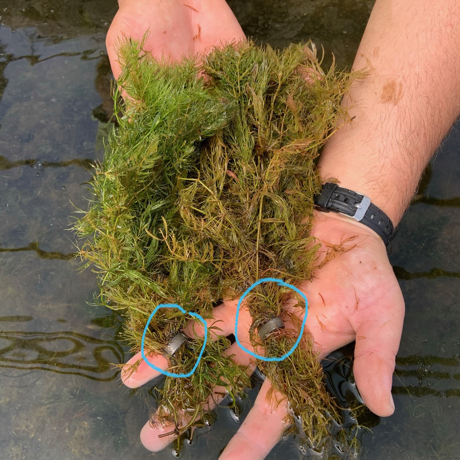 Hornwort Weights