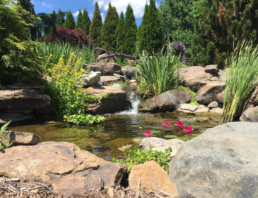 backyard water garden 