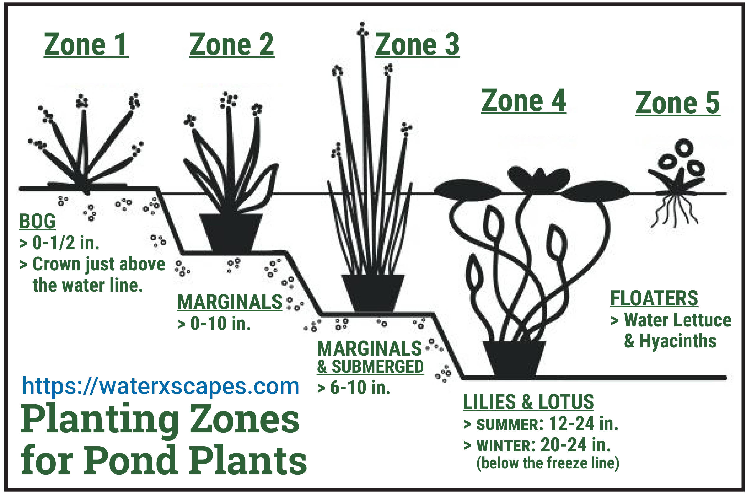 planting-zones-for-your-pond-plants-hoffman-s-water-x-scapes