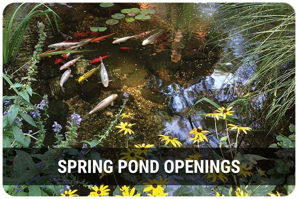 Learn the components of backyard ponds and water gardens.