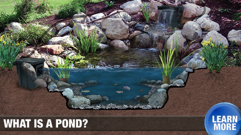 Learn what makes up a pond and water garden.