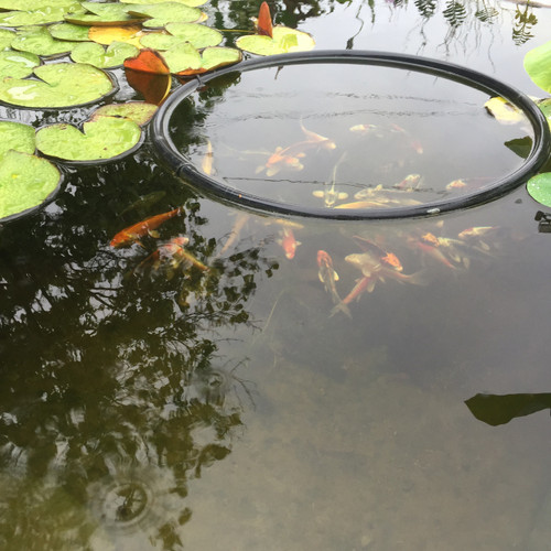 floating fish food for ponds
