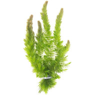 Hornwort: An oxygenating pond plant that helps keep your pond water crystal clear.
