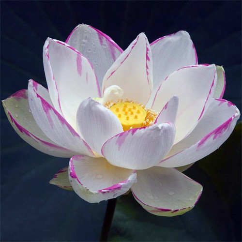 Empress White Lotus | Pond Plants