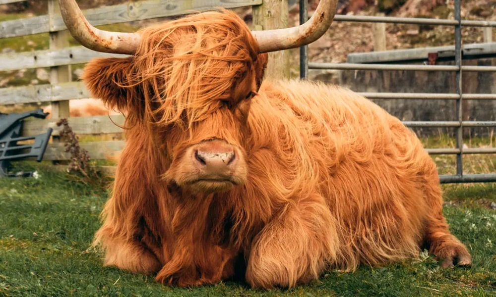 20 Fascinating Facts About The Highland Cow - Tartan Plaid