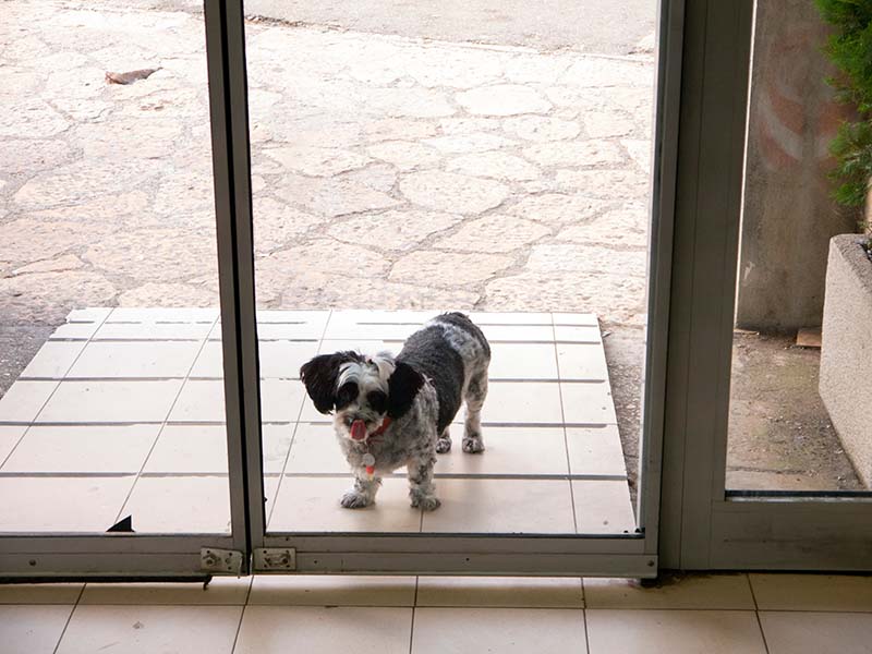 Dog Door Inserts for Sliding Glass Doors