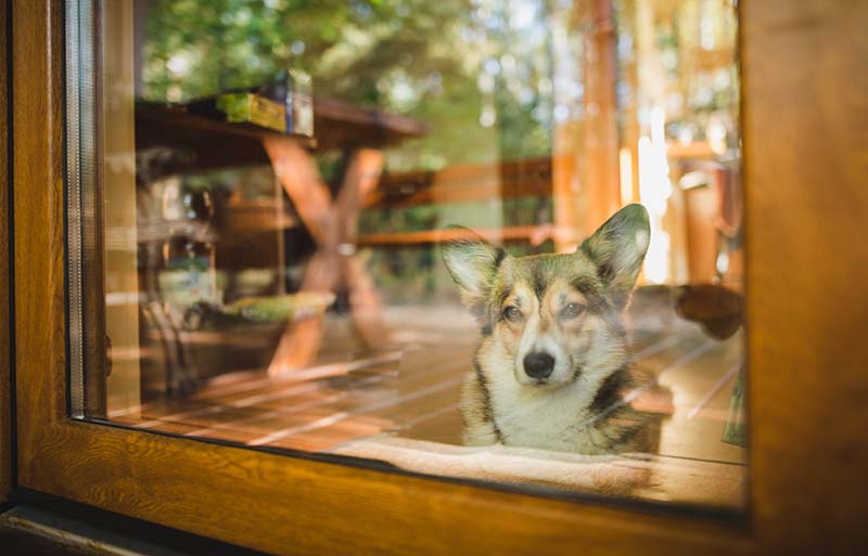 dog doors for french doors