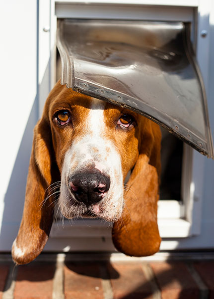 dog doors for glass french doors