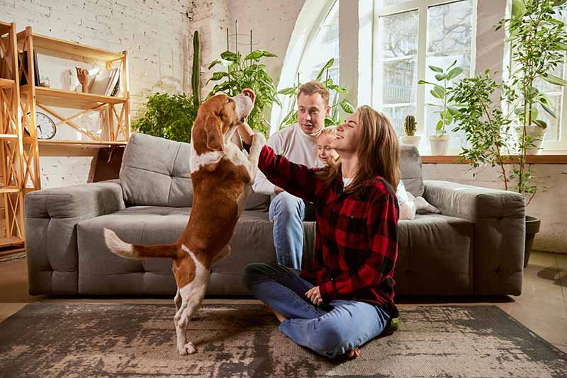 Electronic Dog Doors for Walls