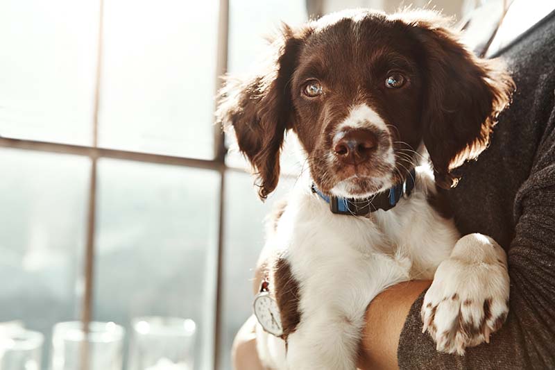 Electronic Dog Doors