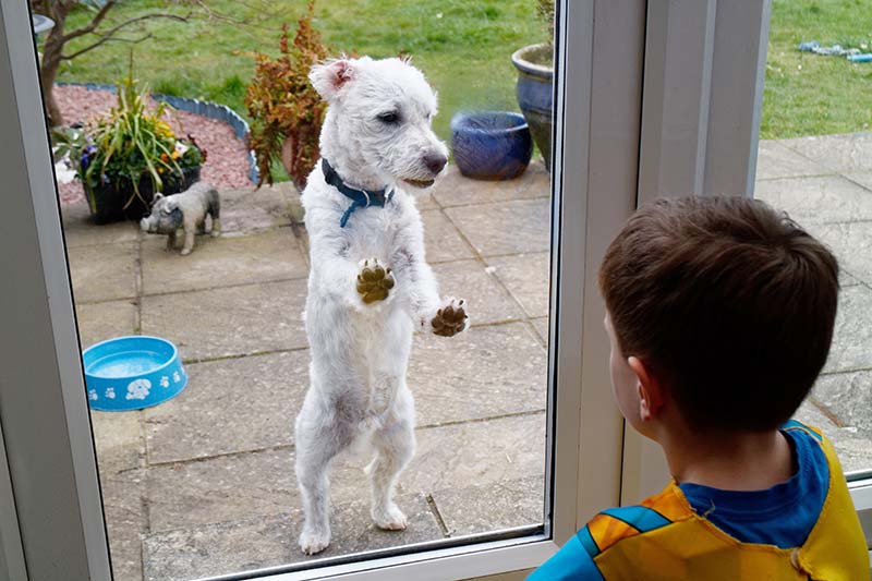 Easy install clearance dog door