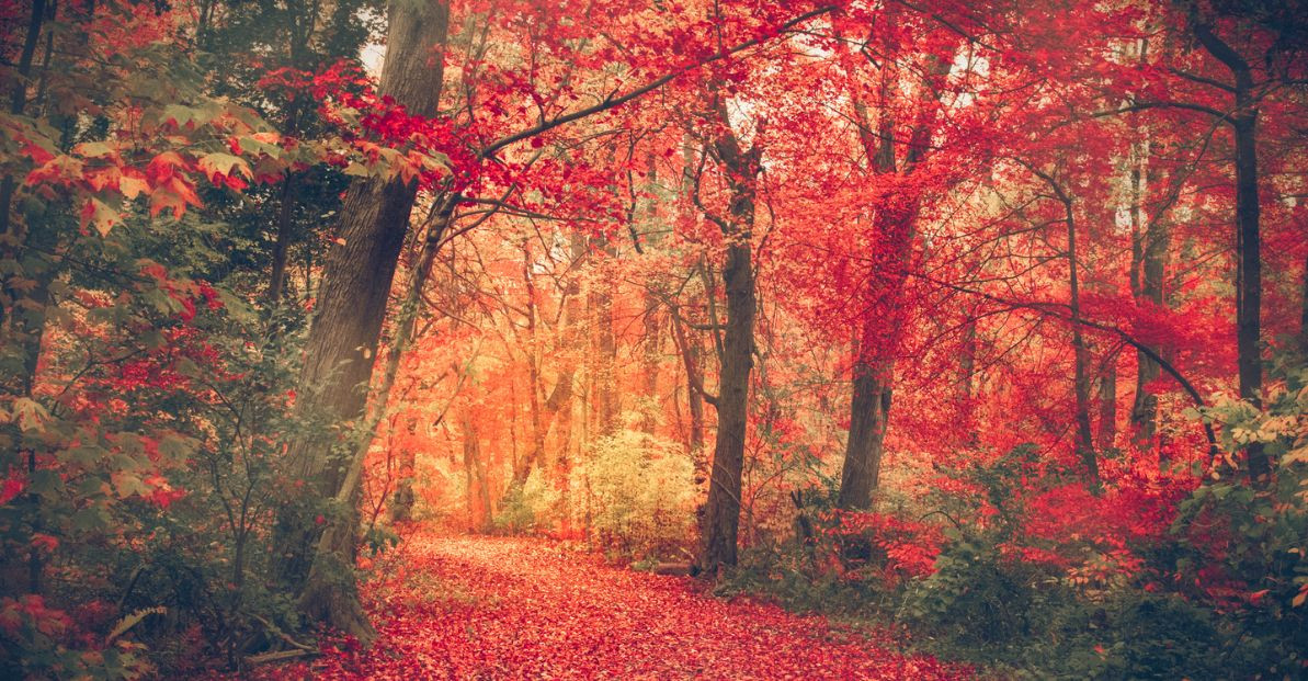 Fall Color Trends: Must-Have Fabrics for the Season Ahead