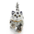 Against white background the grey cat 18" inch doll pet faces head forward.