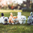 In outdoor scene the 4 cats 18" doll pets are posed running in field together. In outdoor scene the 4 cats 18" doll pets are posed running in field together.