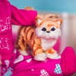In indoor scene the orange tabby 18" accessory cat sits next to an 18" doll. In indoor scene the orange tabby 18" accessory cat sits next to an 18" doll.