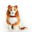 Front view of Collie Puppy Dog 18" doll Pet. Comes with collar and leash. Front view of Collie Puppy Dog 18" doll Pet. Comes with collar and leash.