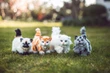 Four realistic, fluffy toy kittens stand side-by-side in a row on green grass outdoors, with a blurred background of trees and sunlight. From left to right, the lineup includes. A Siamese kitten with a cream body, dark face mask, and black tail. An orange tabby kitten with vibrant orange and white stripes A solid white kitten with fluffy, long fur A gray tabby kitten with dark gray and black stripes