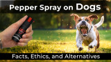 Pepper Spray on Dogs: Facts, Ethics, and Alternatives