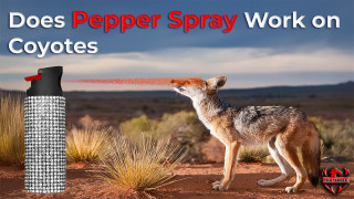 Does Pepper Spray Work on Coyotes? The Complete Guide 2025 - FIGHTSENSE