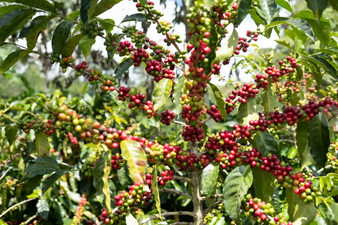 Costa Rican - Medium