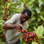 Ethiopia Sidamo -Limited Edition