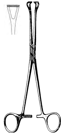 Product Spectrum Babcock Tissue Forcep, 9.5" | SAH.60-7911 Image