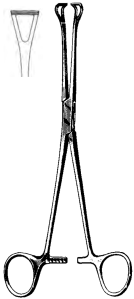 Product Spectrum Babcock Tissue Forcep, 8" | SAH.60-3946 Image