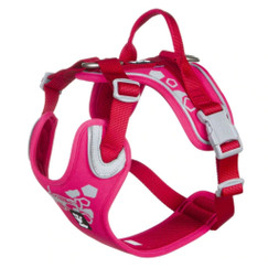 Fitting a dog harness