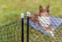 Trixie Mobile Dog Fence