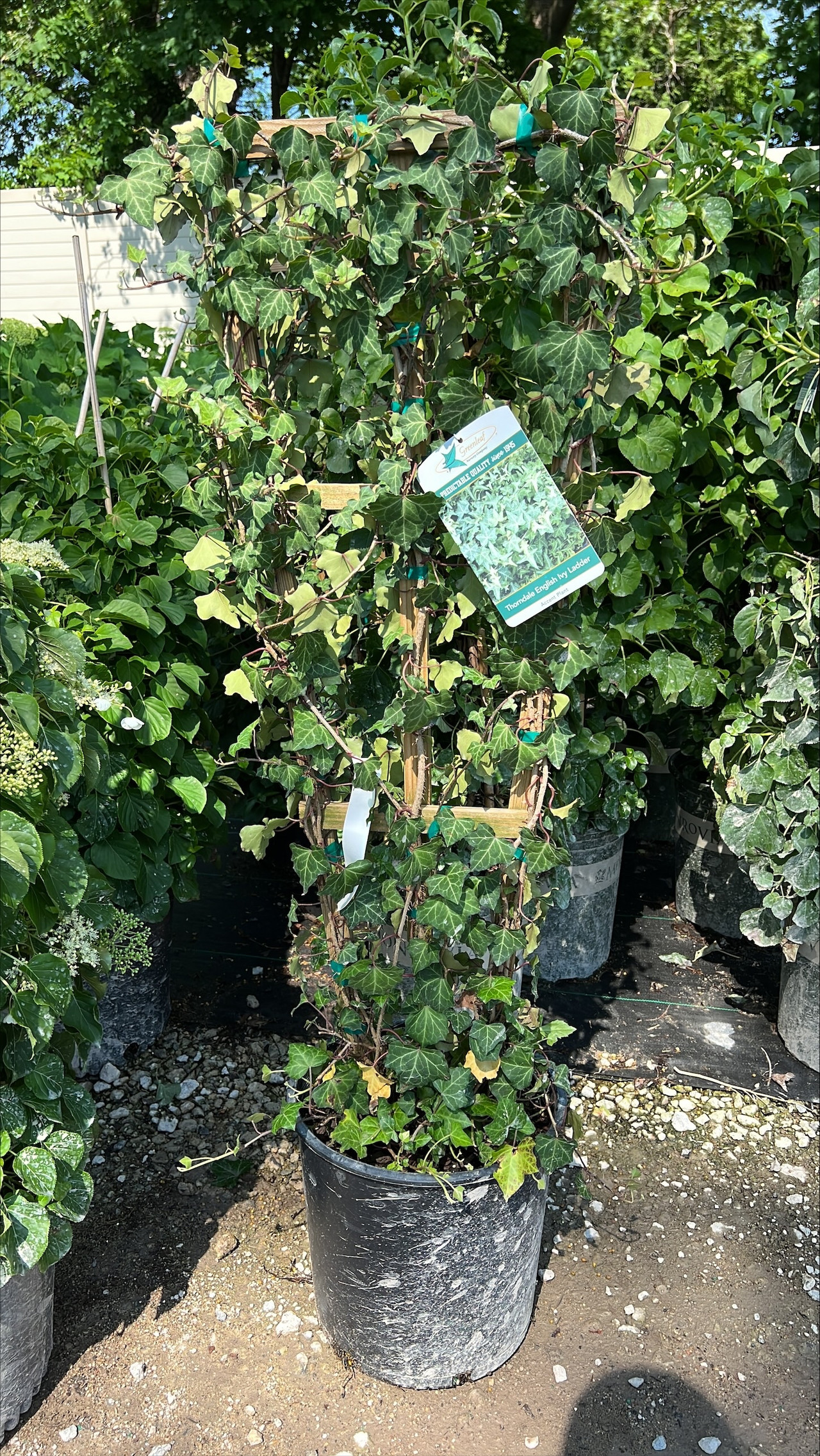 Wholesale Ground Cover Hicks Commercial Sales